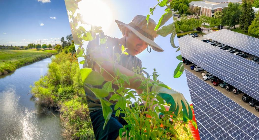 Collage of university sustainability practices, from food to solar and water